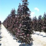 Arbres