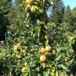 Arbres fruitiers