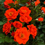 Rosiers