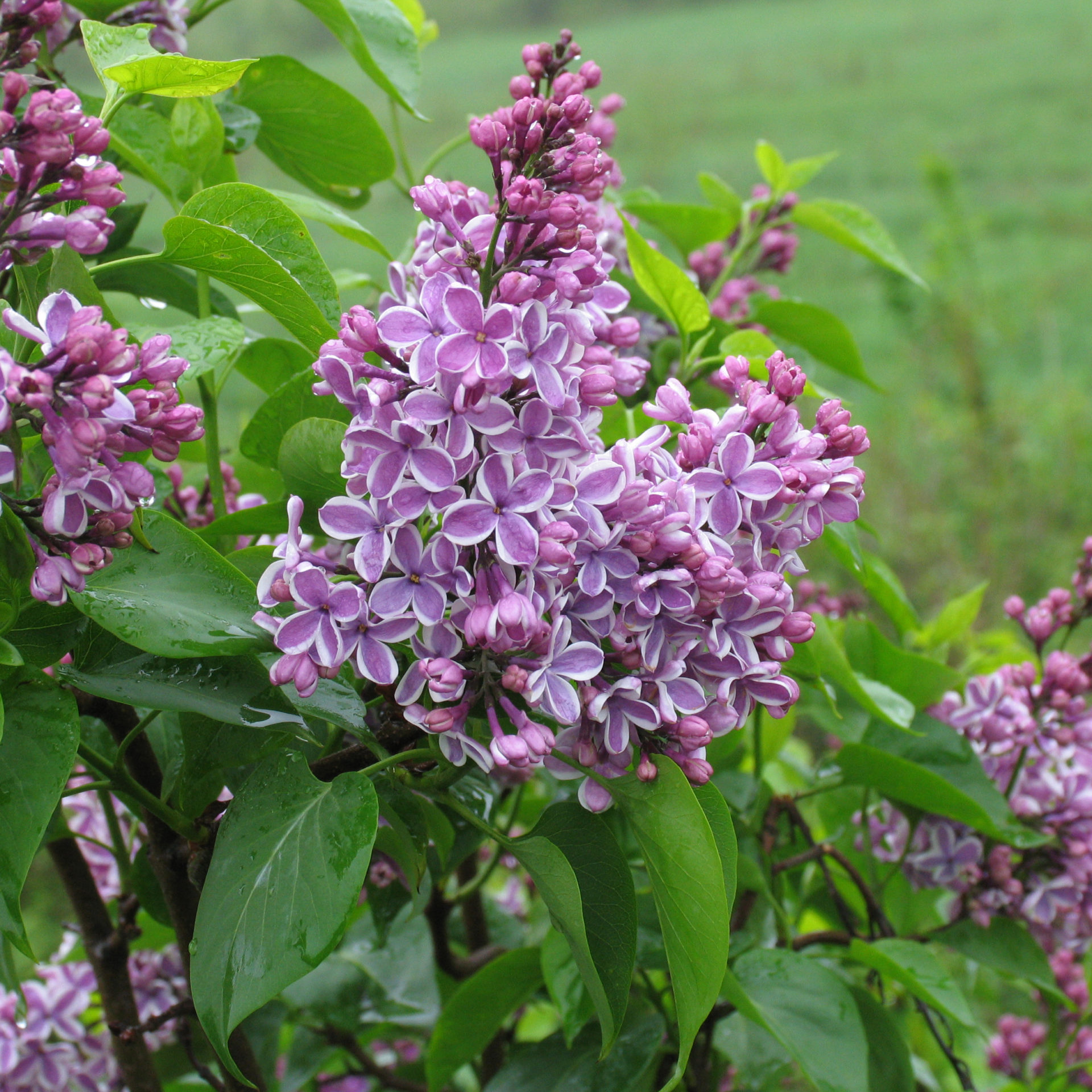 Lilas Sensation - Centre Jardins Québec