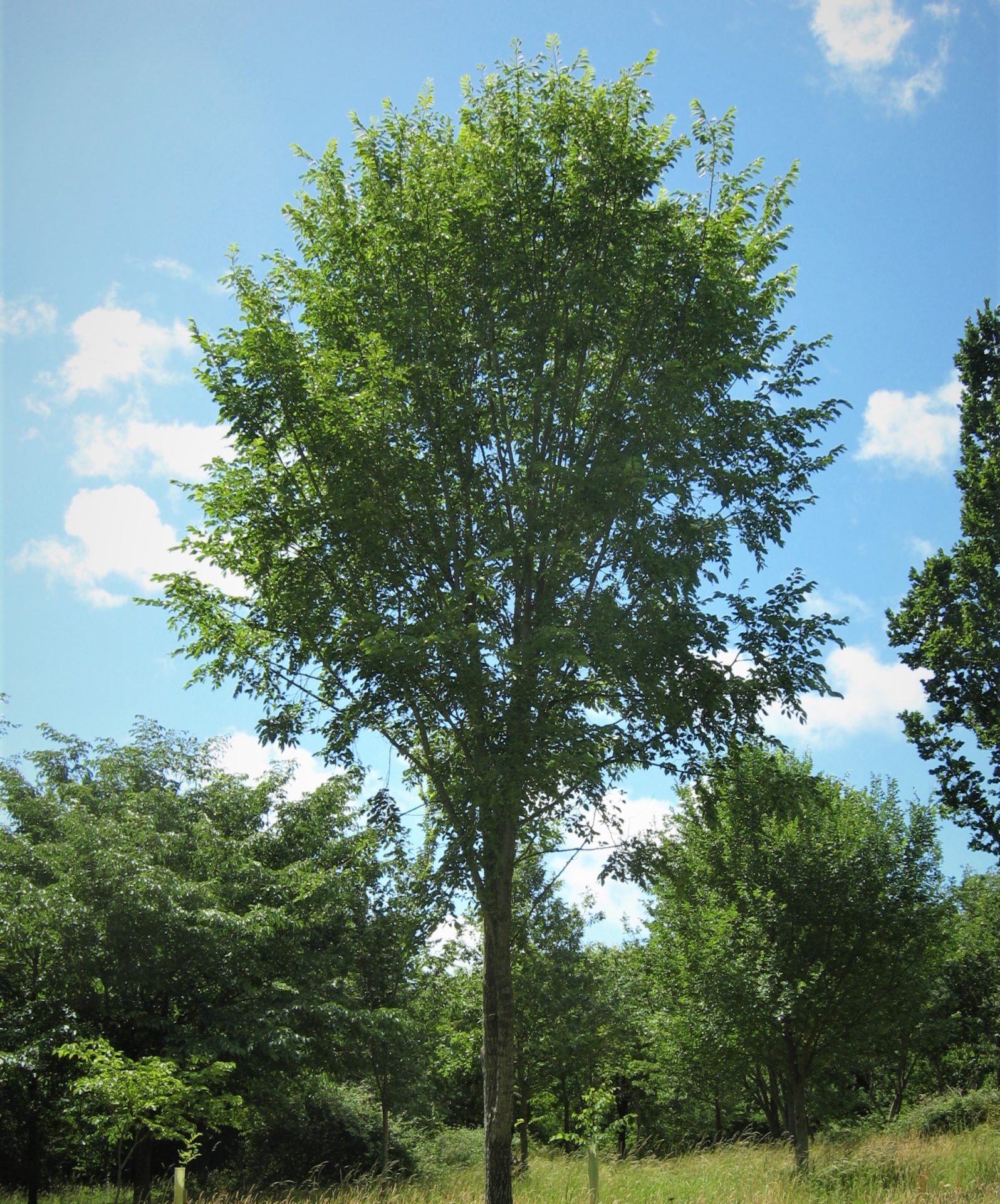 Arbre D Amérique Tropicale En 3 Lettres