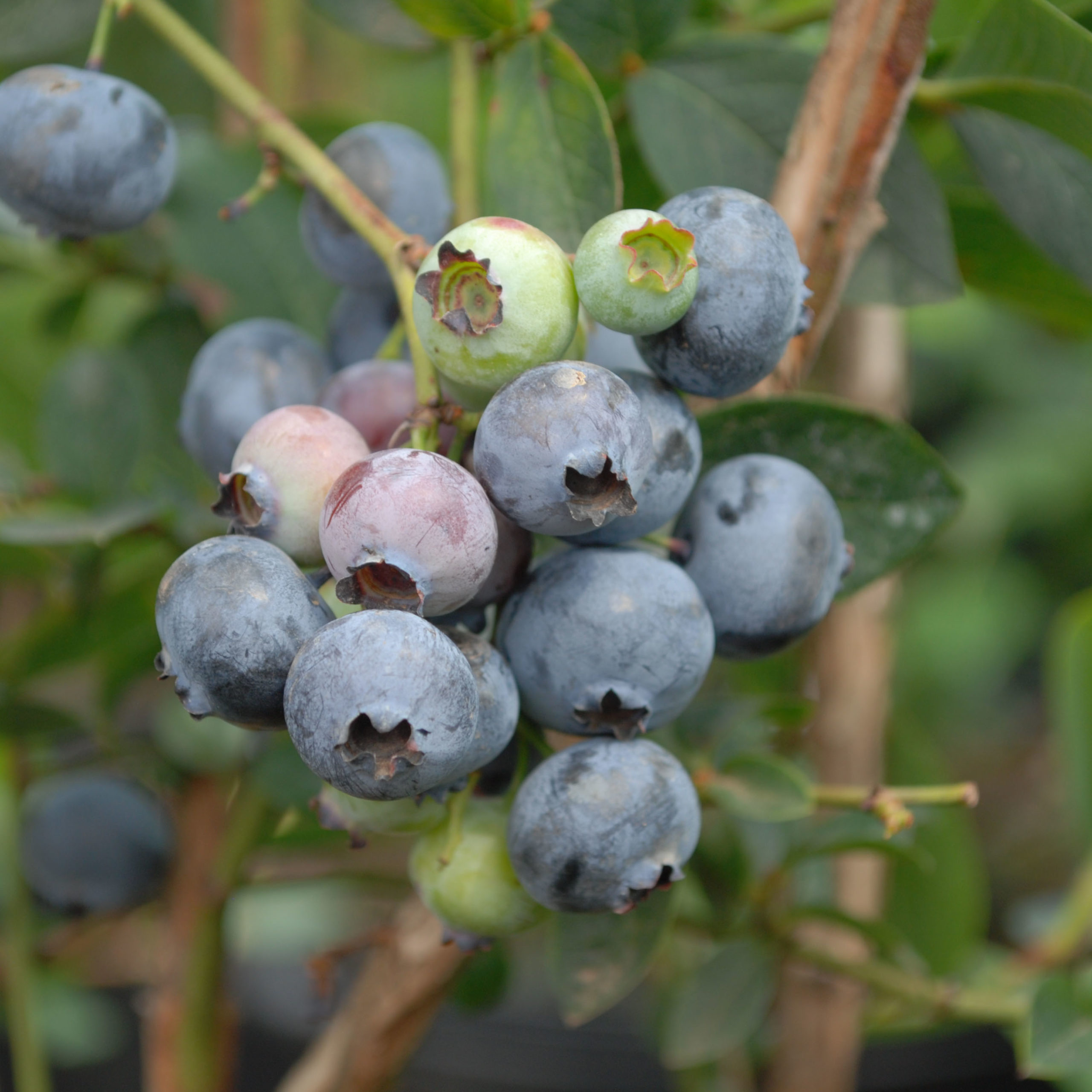 Bleuet Duke Centre Jardins Québec