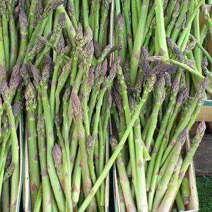 Asparagus 'Jersey Giant'