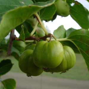 Actinidia arguta 'Chung Bai'