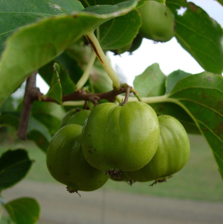 Actinidia arguta 'Chung Bai'