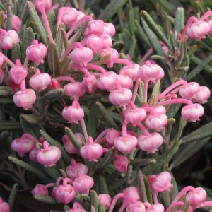 Andromeda polifolia 'Blue Ice'