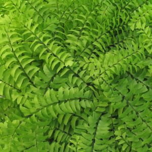 Adiantum pedatum