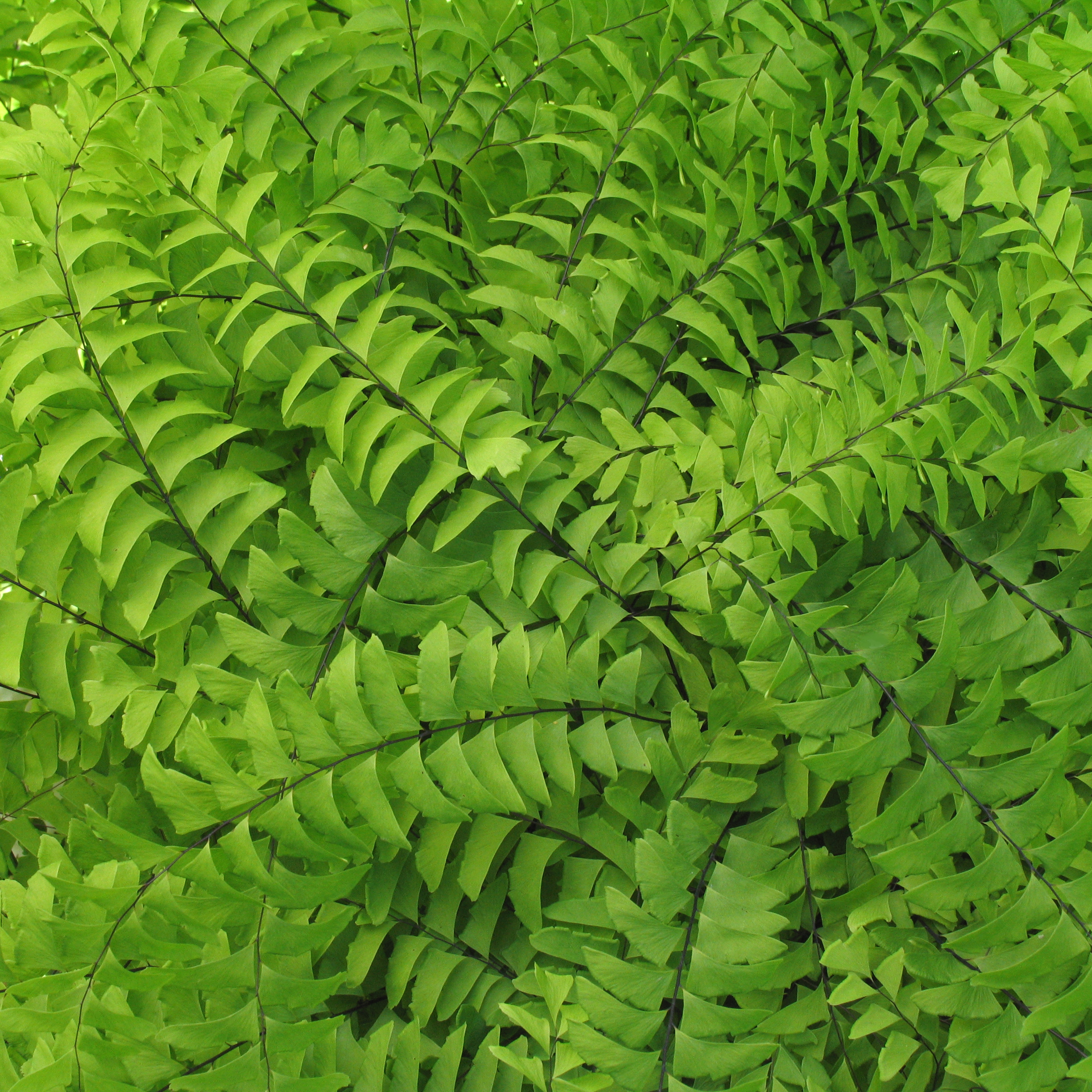 Adiantum pedatum