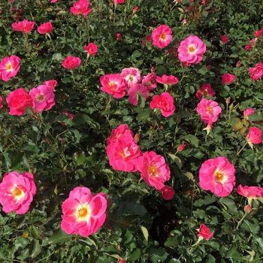 Rosa 'Aurora Borealis'