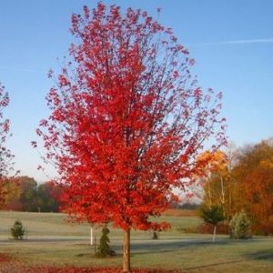 Acer freemanii 'Autumn Blaze'