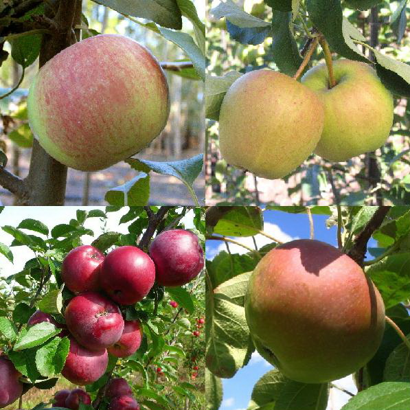 Malus combination 'Apple'