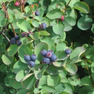 Amelanchier alnifolia