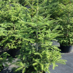 Abies balsamea