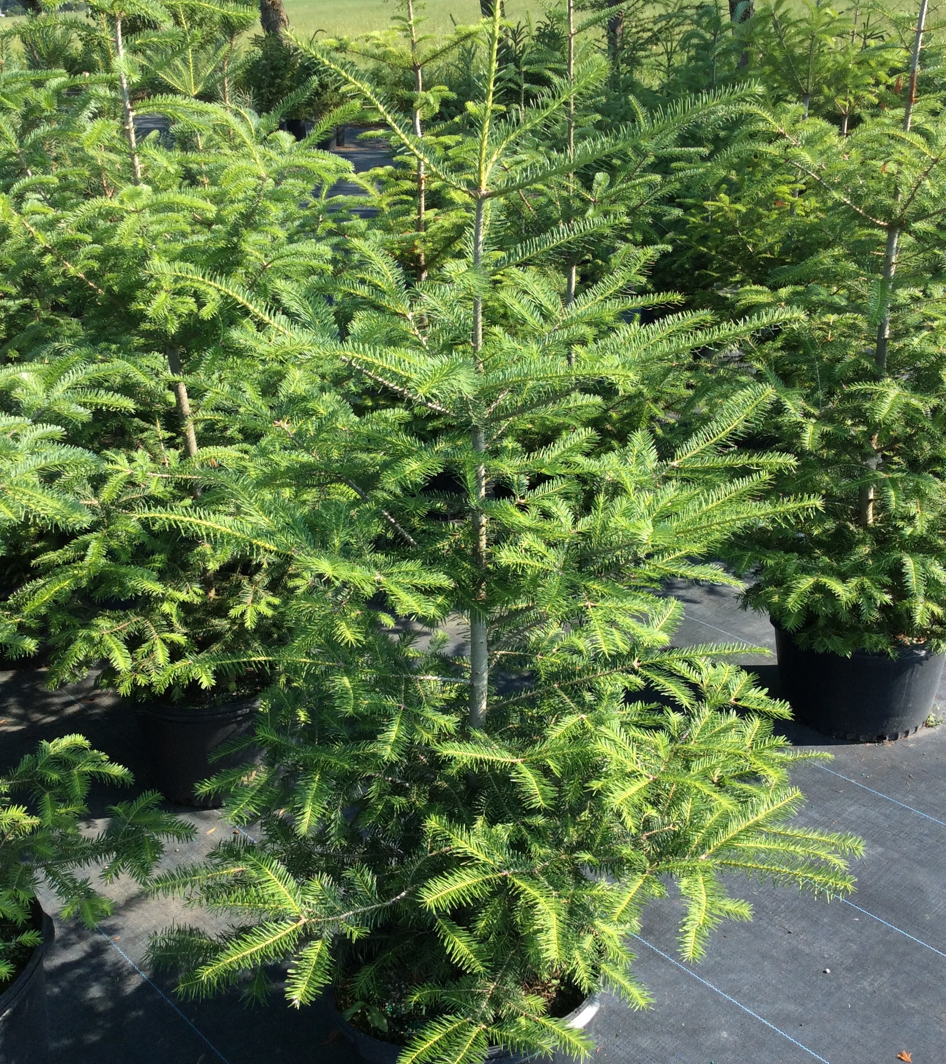 Abies balsamea