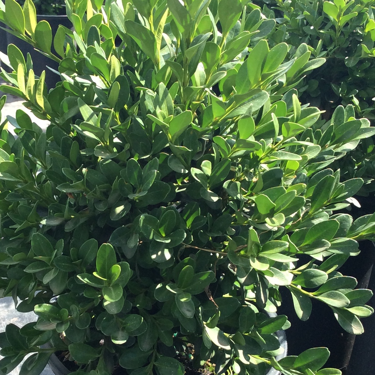 Buxus 'Chicagoland Green'