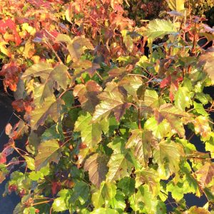 Acer ginnala 'Flame'