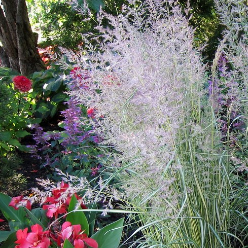 Calamagrostis acutiflora 'Eldorado'