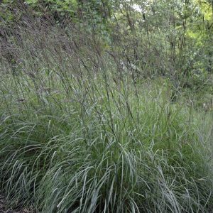 Andropogon gerardii