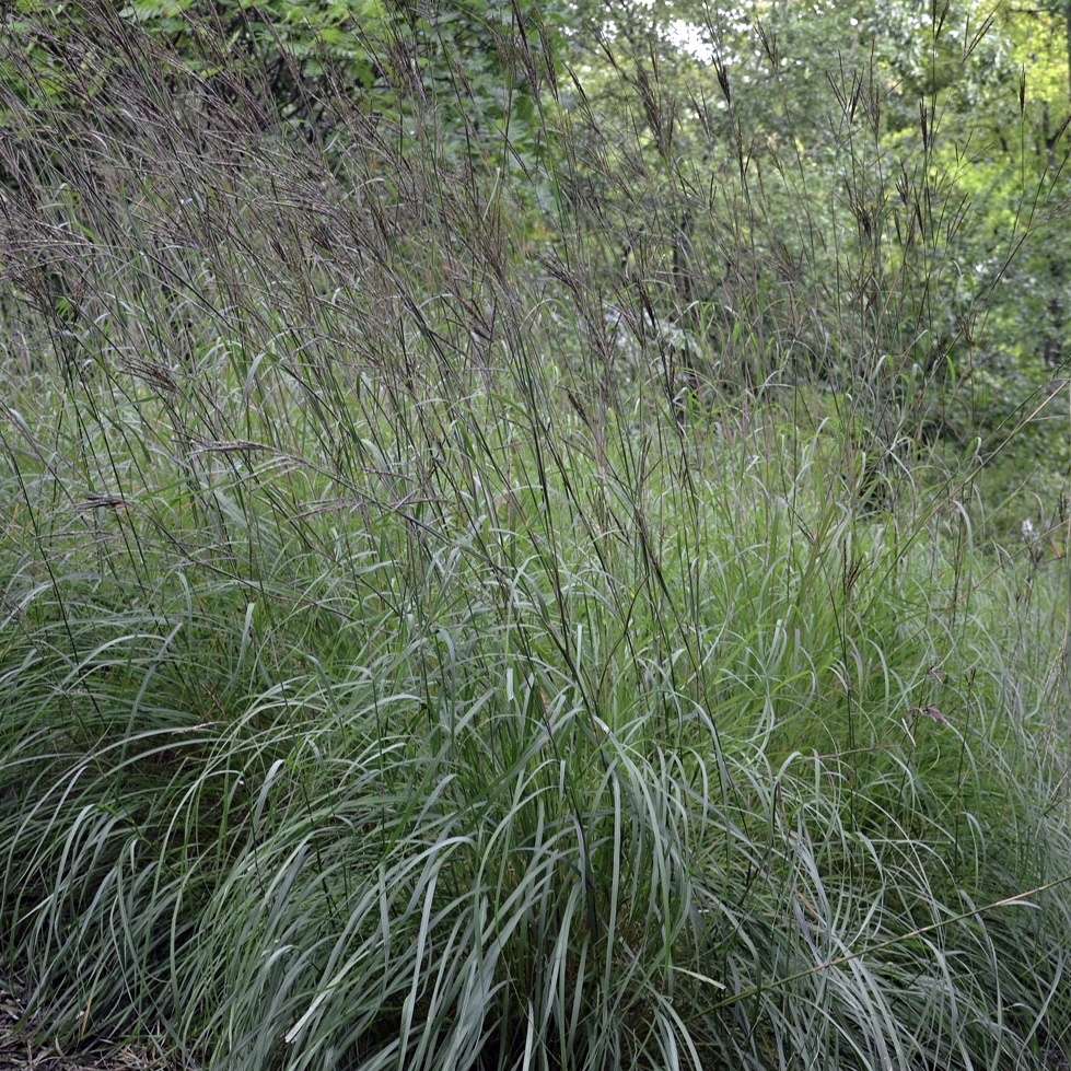 Andropogon gerardii