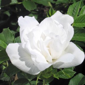 Rosa 'Blanc Double de Coubert'