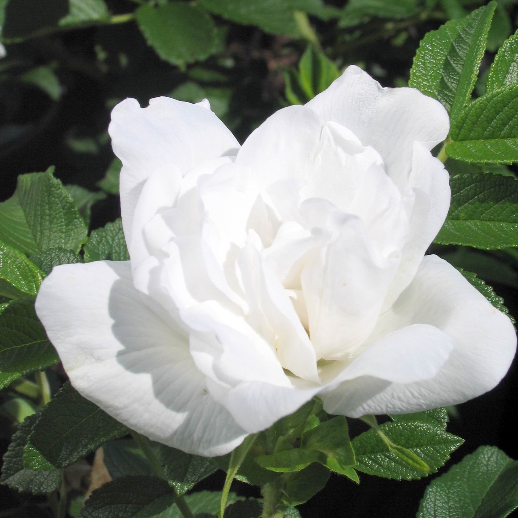 Rosa 'Blanc Double de Coubert'