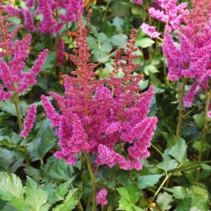 Astilbe chinensis 'Visions'