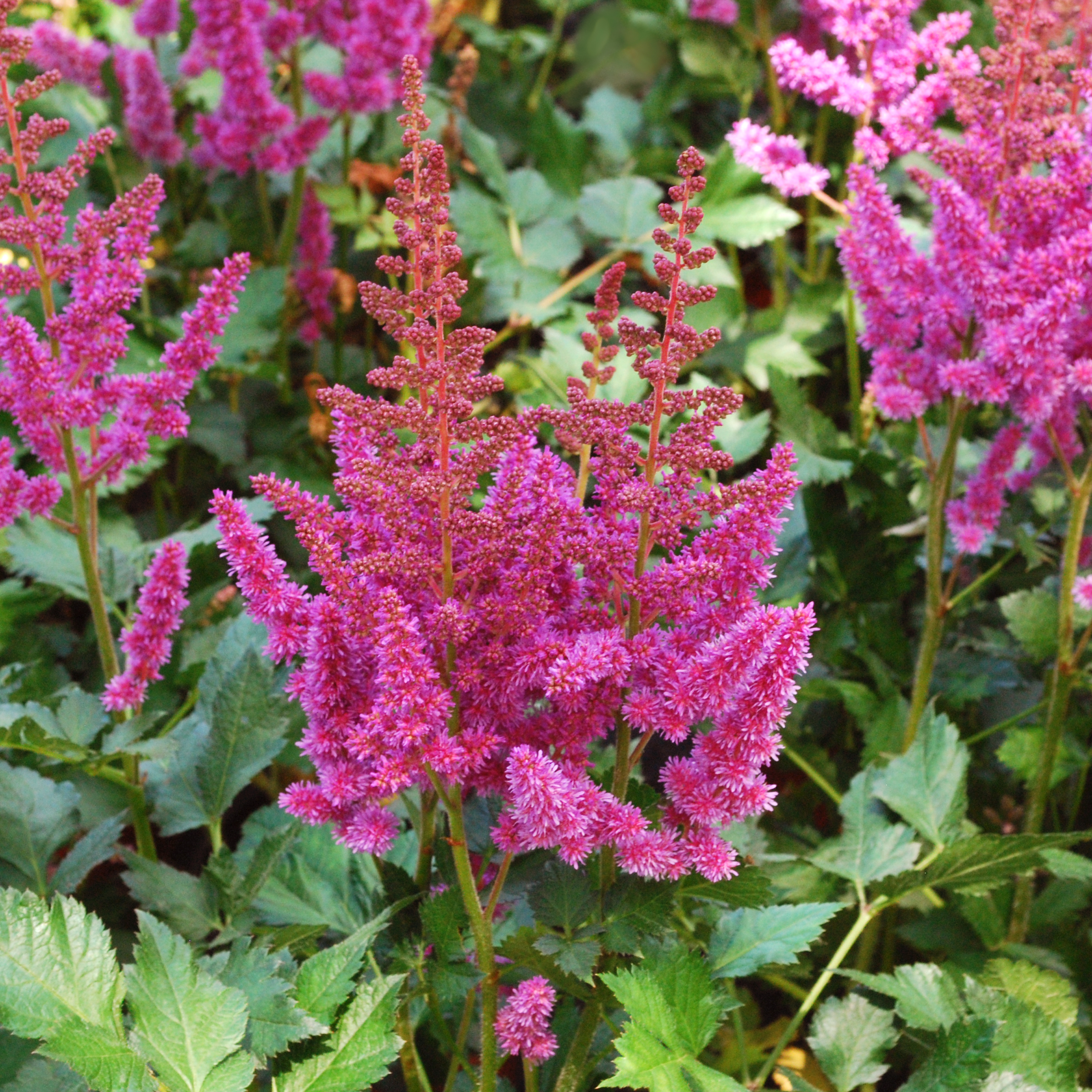 Astilbe chinensis 'Visions'