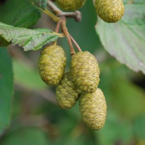 Alnus crispa