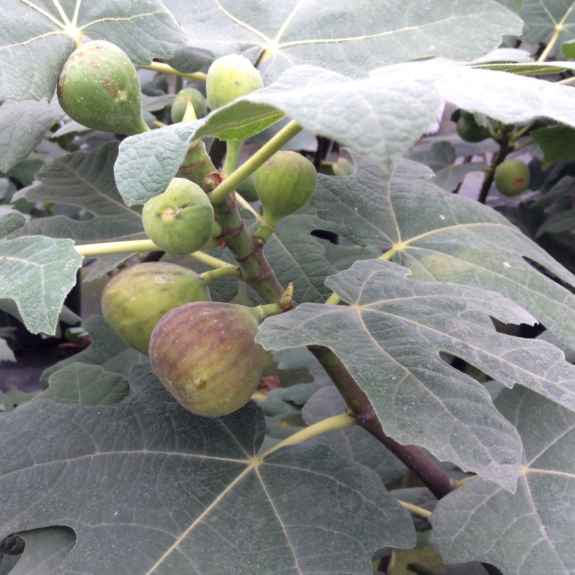 Ficus carica 'Chicago Hardy'