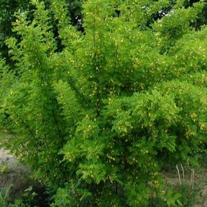 Caragana arborescens