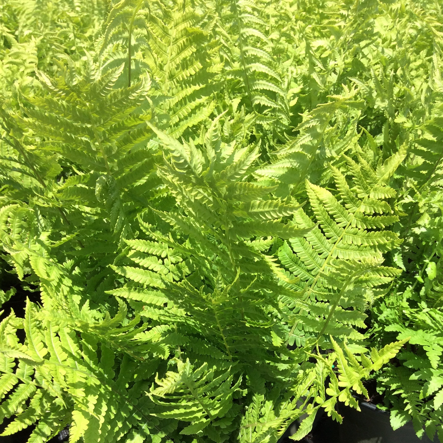Matteuccia struthiopteris
