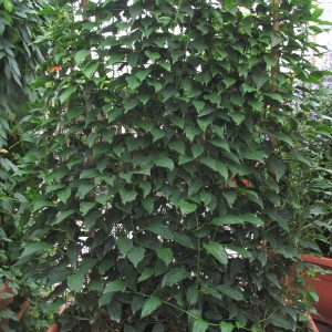 Actinidia arguta 'Issai'