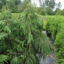 Chamaecyparis nootkatensis 'Pendula'