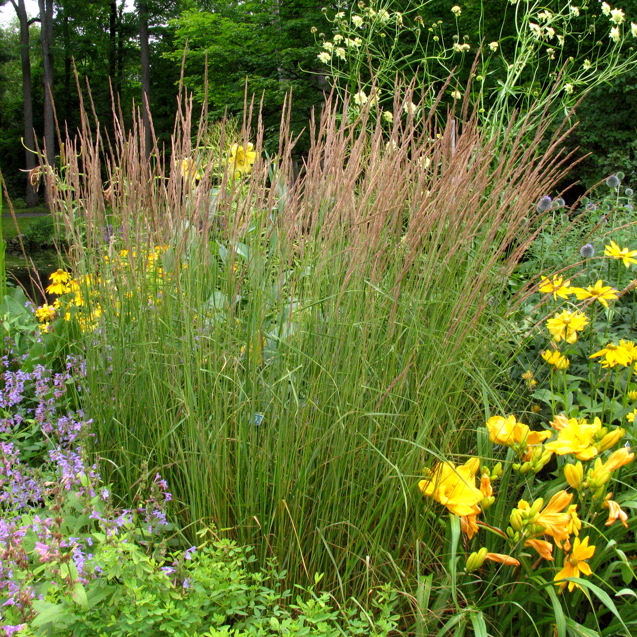 Calamagrostis acutiflora 'Karl Foerster'
