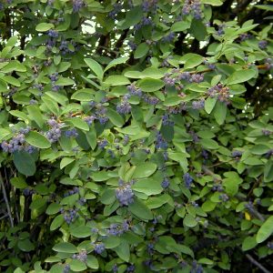 Cotoneaster acutifolius