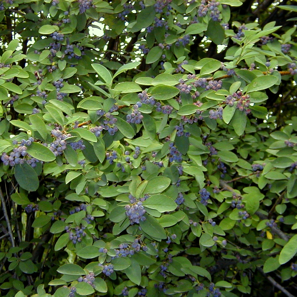 Cotoneaster acutifolius