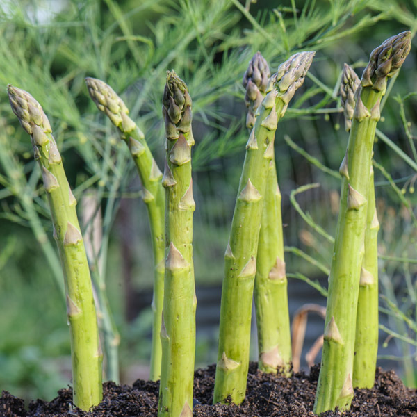 Asparagus 'Millenium'