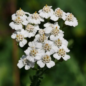 Achillea millefolium
