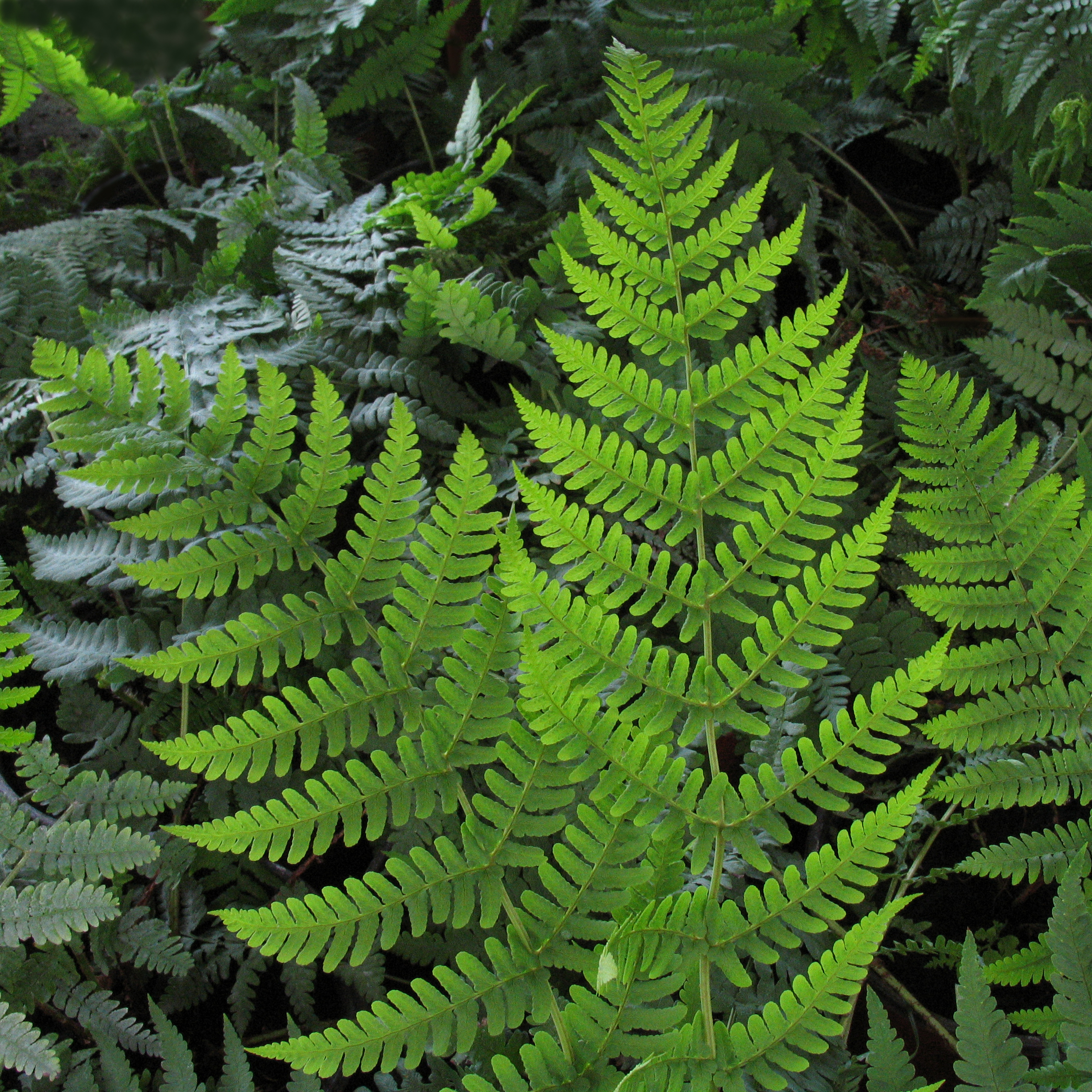 Dryopteris marginalis