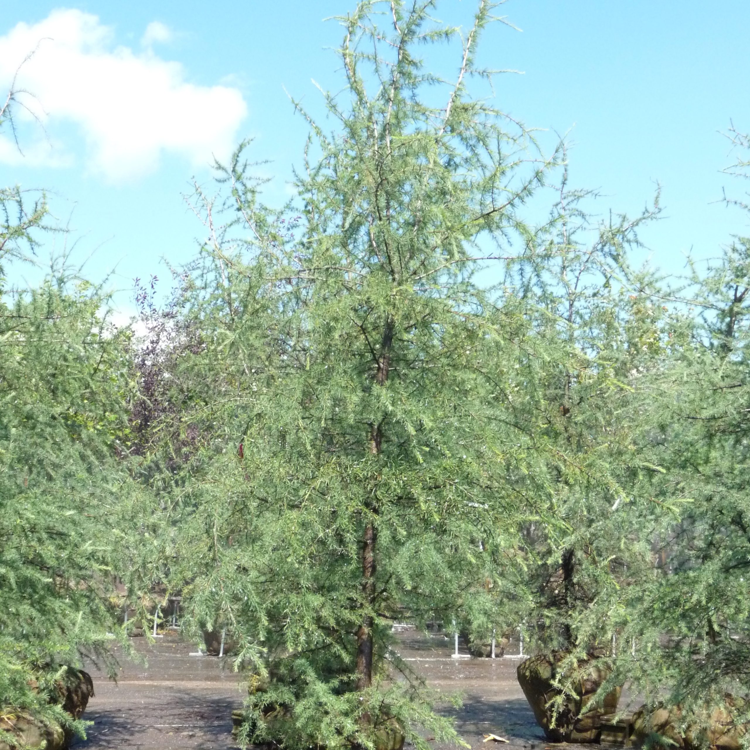 Larix laricina
