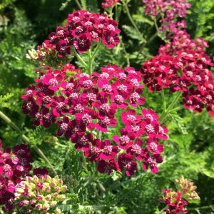 Achillea millefolium 'Cassis'