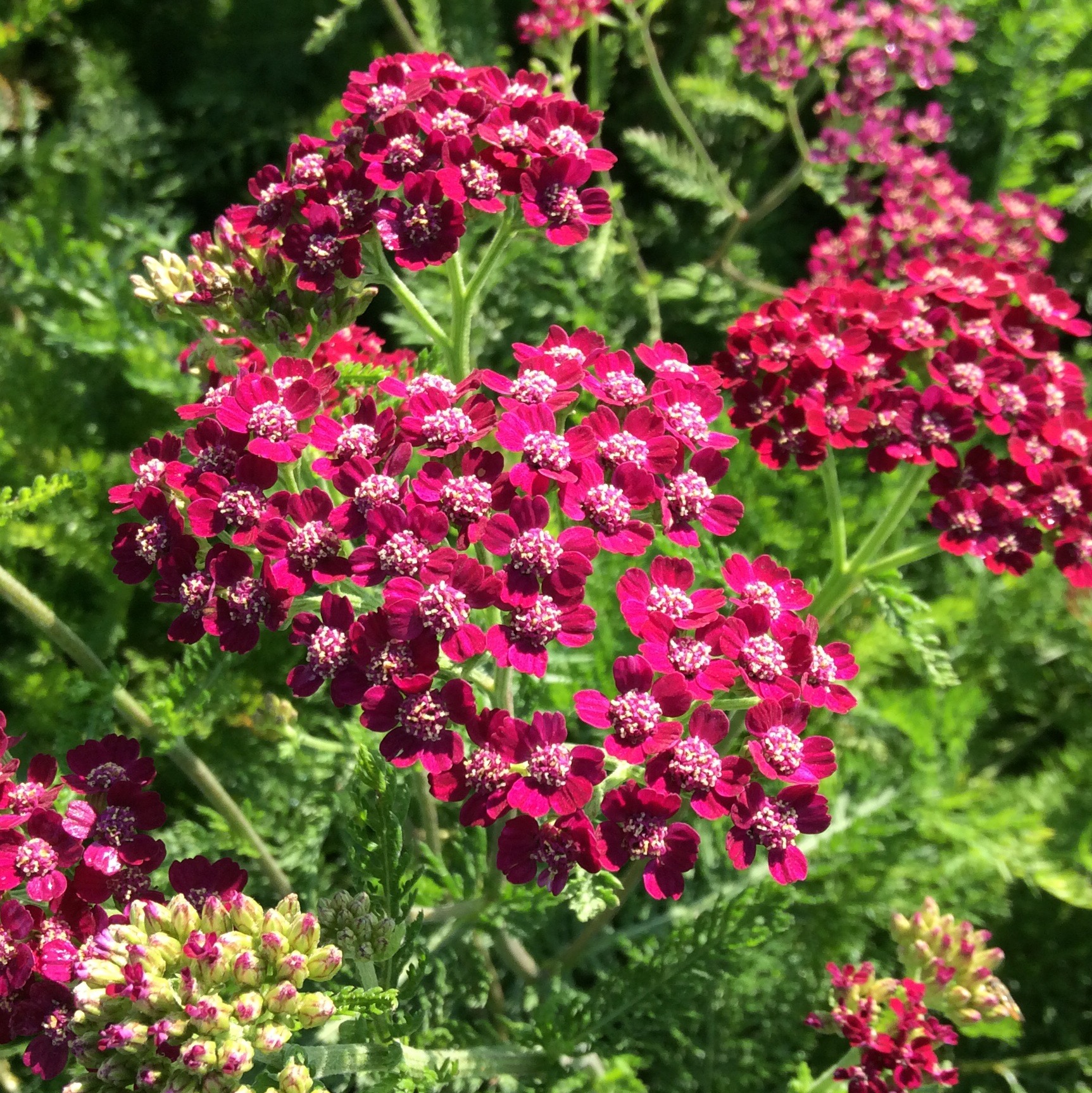Achillea millefolium 'Cassis'