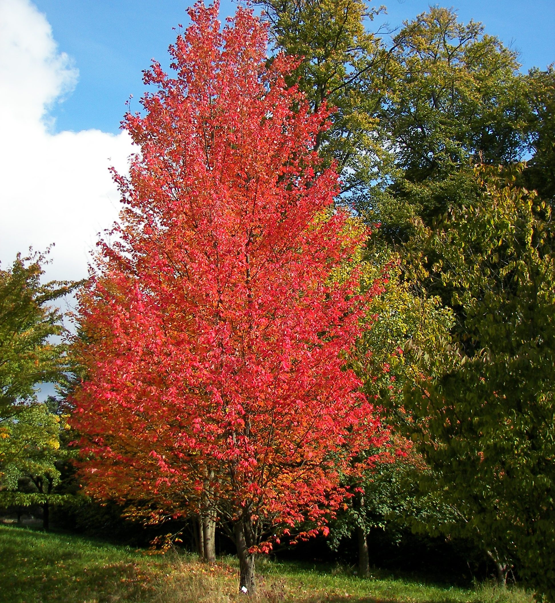 Acer rubrum