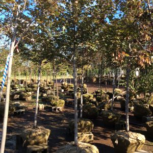 Acer rubrum 'Redpointe'