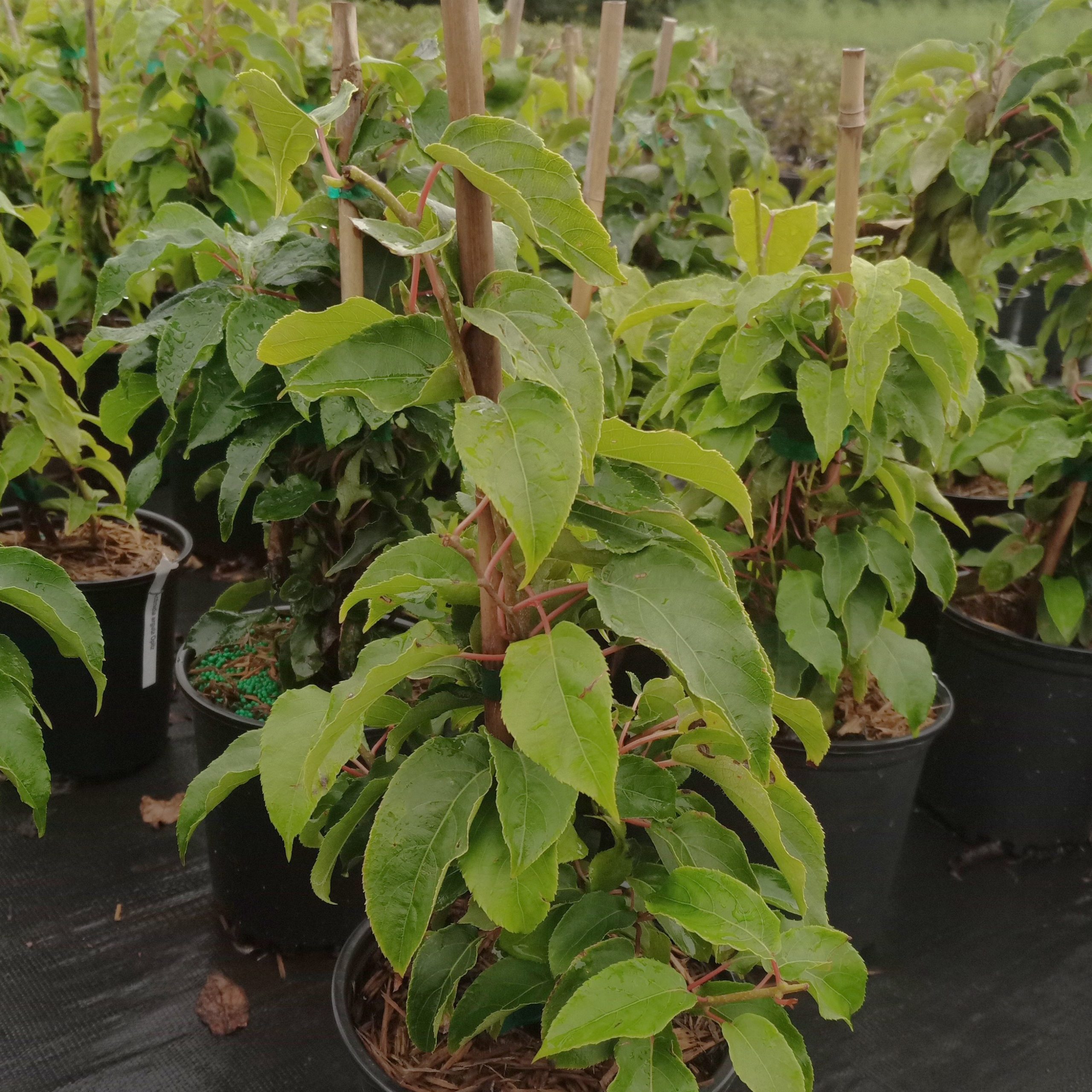 Actinidia arguta 'Opitz'