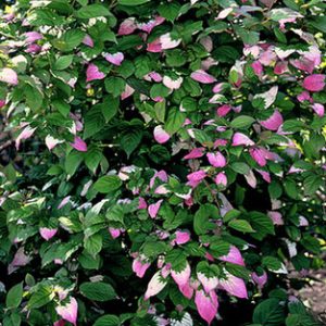 Actinidia kolomikta 'Artic Beauty'