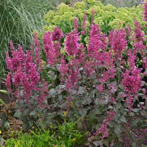Agastache 'Cana Bolero'