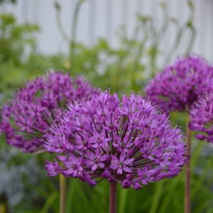 Allium 'Lavender Bubbles'