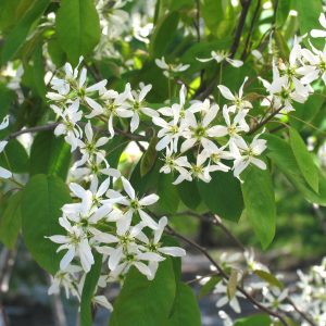 Amelanchier canadensis