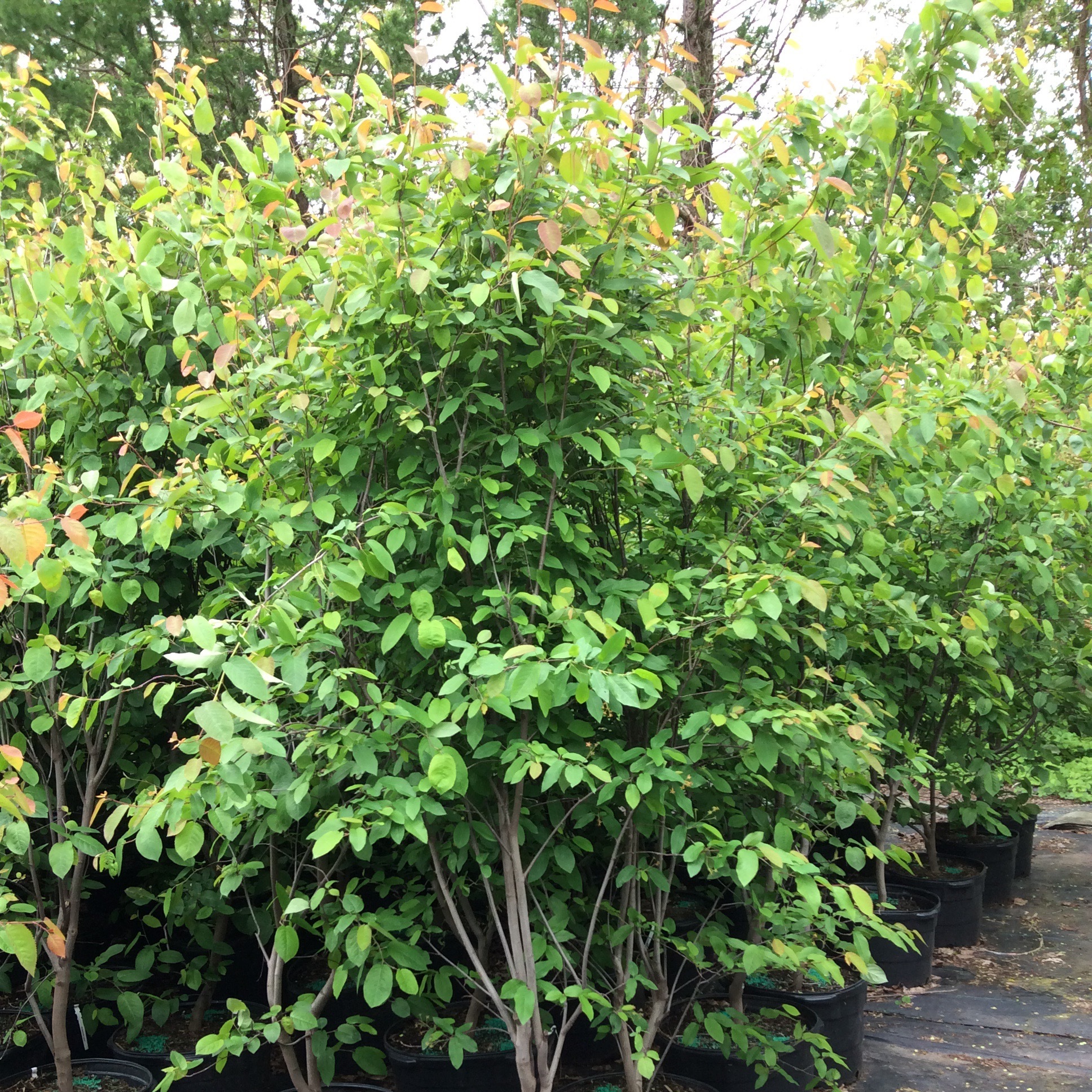 Amelanchier laevis